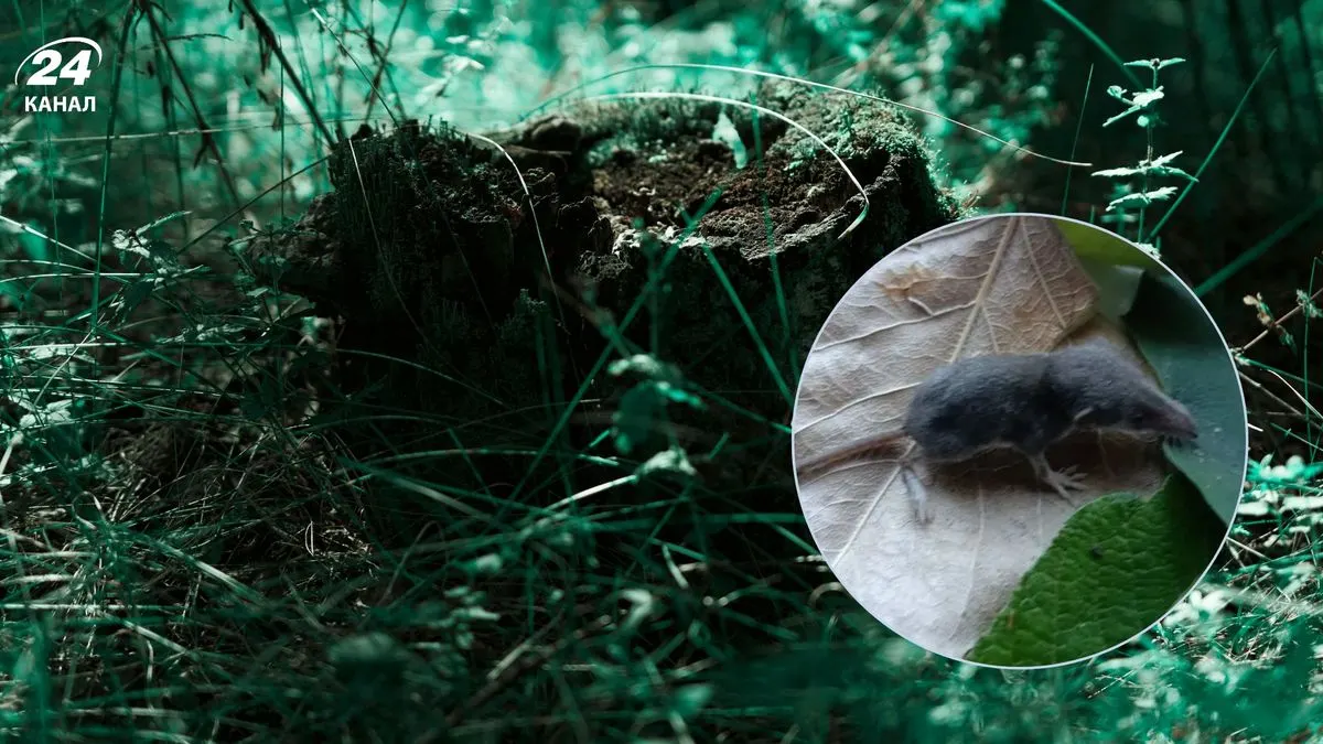 На Поліссі помітили білозубку малу — одного з найменших хижаків України