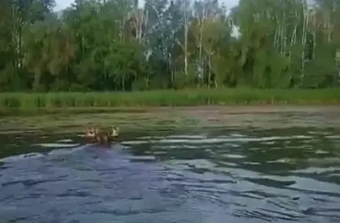 Лось переплив Прип'ять у Чорнобильській зоні — відео