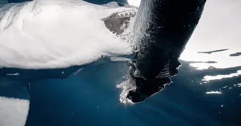 Акулу мако Sharkzilla перевірили на радіацію: результати аналізу