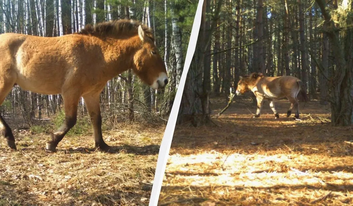 Фотопастки Чорнобильського заповідника зафіксували коней Пржевальського